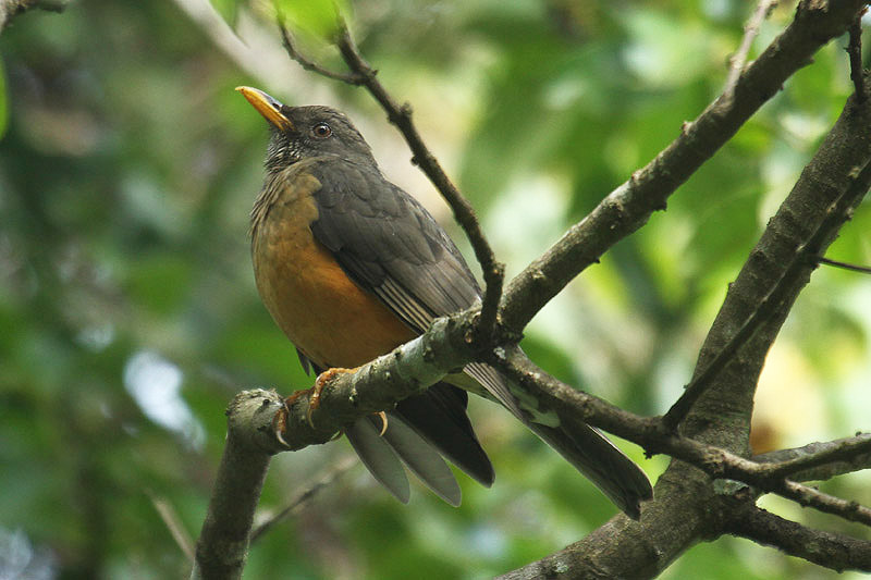 Olive Thrush by Mick Dryden
