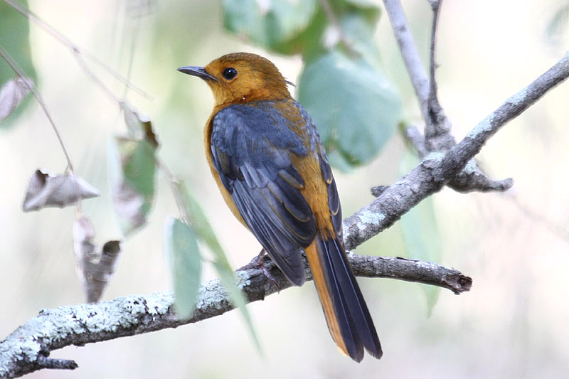 Red-capped Robin-Chat by Mick Dryden