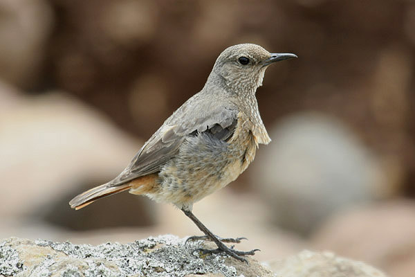 Sentinel Rock Thrush by Mick Dryden