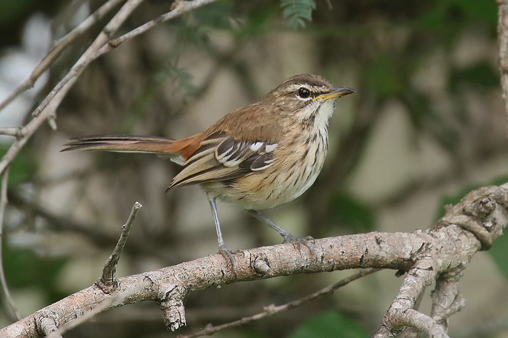 White browed Scrub Robin by Mick Dryden