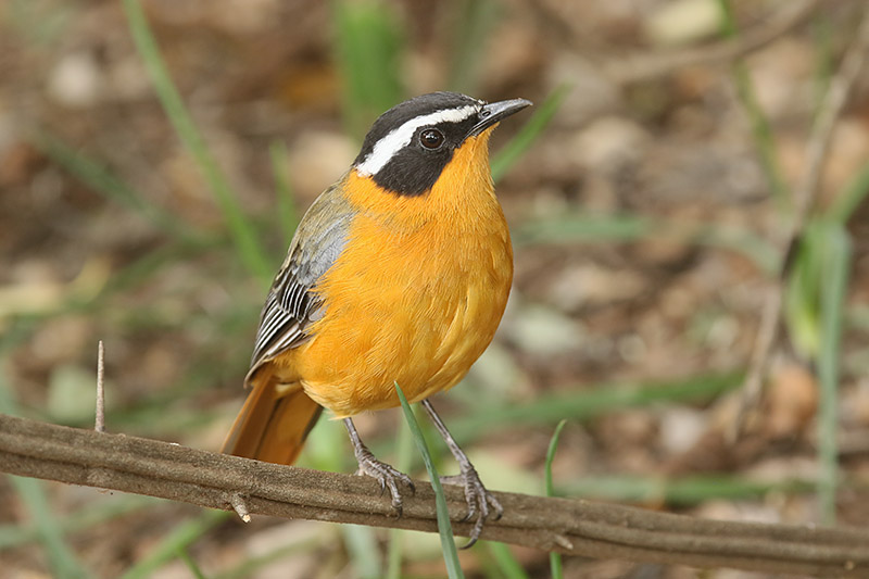 White browed Robin Chat by Mick Dryden