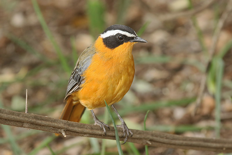 White browed Robin Chat by Mick Dryden