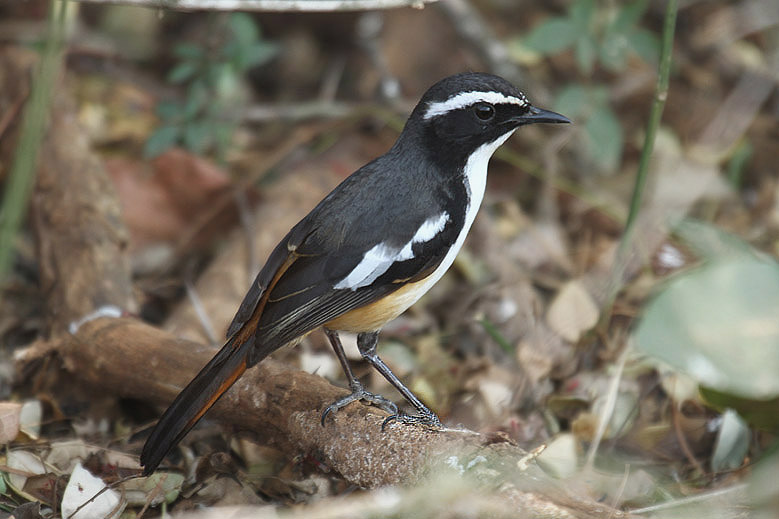 White-throated Robin Chat by Mick Dryden