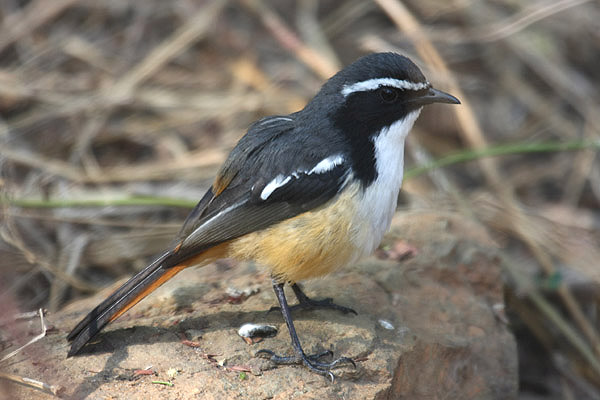 White-throated Robin Chat by Mick Dryden