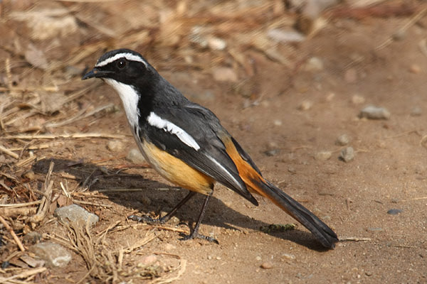 White-throated Robin Chat by Mick Dryden