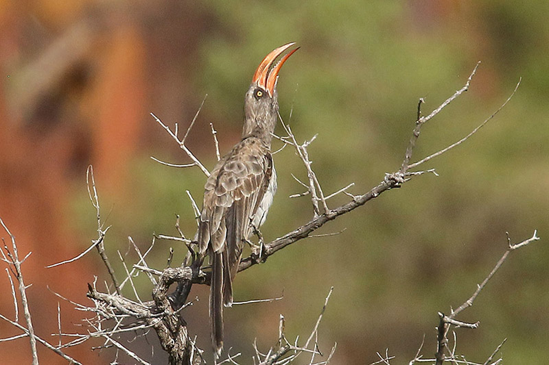 Bradfields Hornbill by Mick Dryden