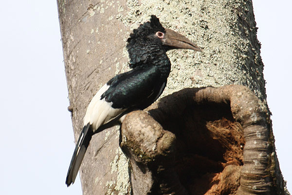 Black and White Casqued Hornbill by Mick Dryden