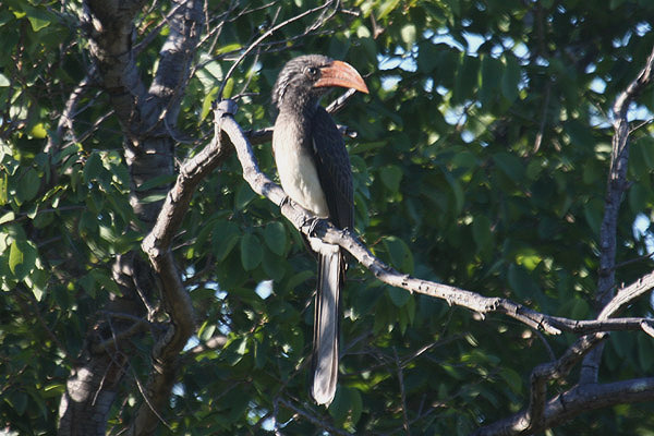 Crowned Hornbill by Mick Dryden