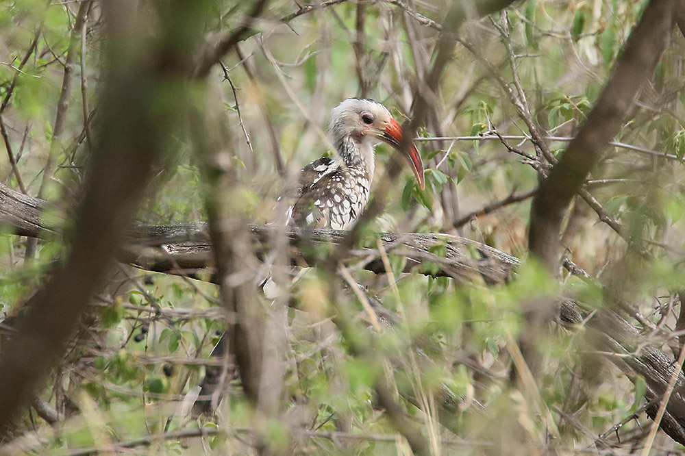 Damara Hornbill by Mick Dryden