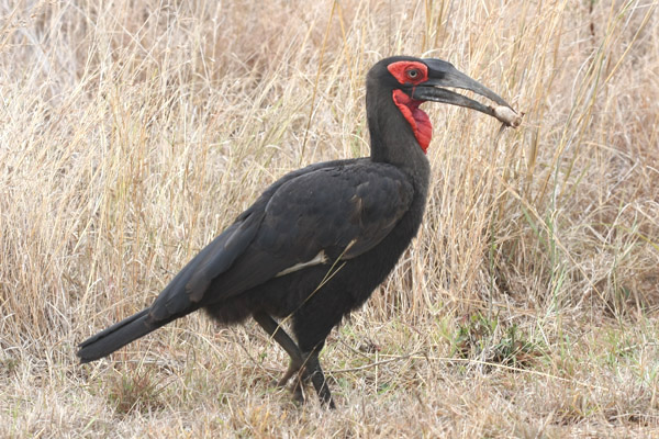 Southern Ground Hornbill by Mick Dryden