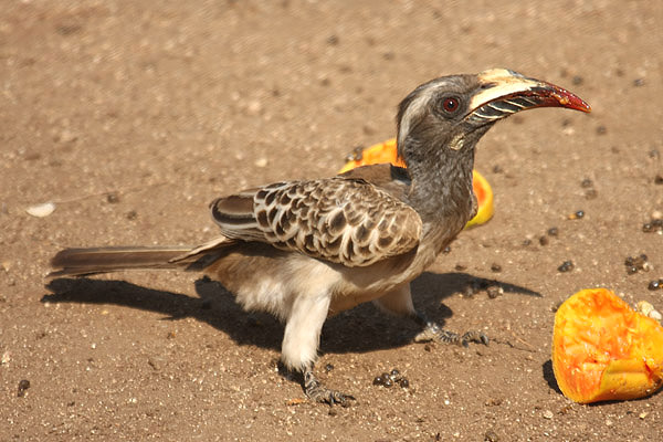 Grey Hornbill by Mick Dryden