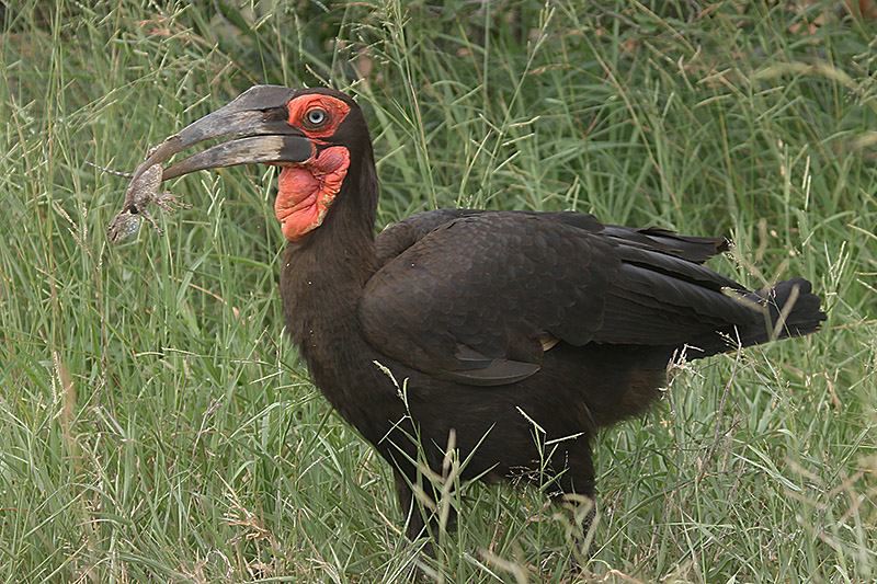 Southern Ground Hornbill by Mick Dryden