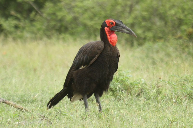 Southern Ground Hornbill by Mick Dryden