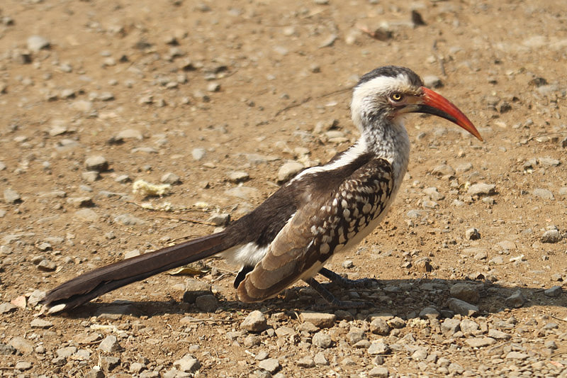 Red-billed Hornbill by Mick Dryden