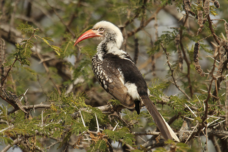 Red-billed Hornbill by Mick Dryden