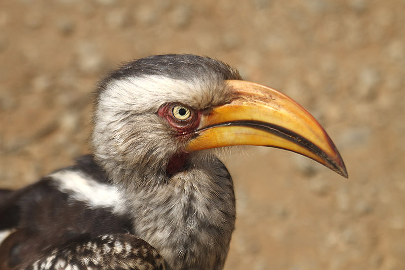 Southern Yellow-billed Hornbill by Mick Dryden