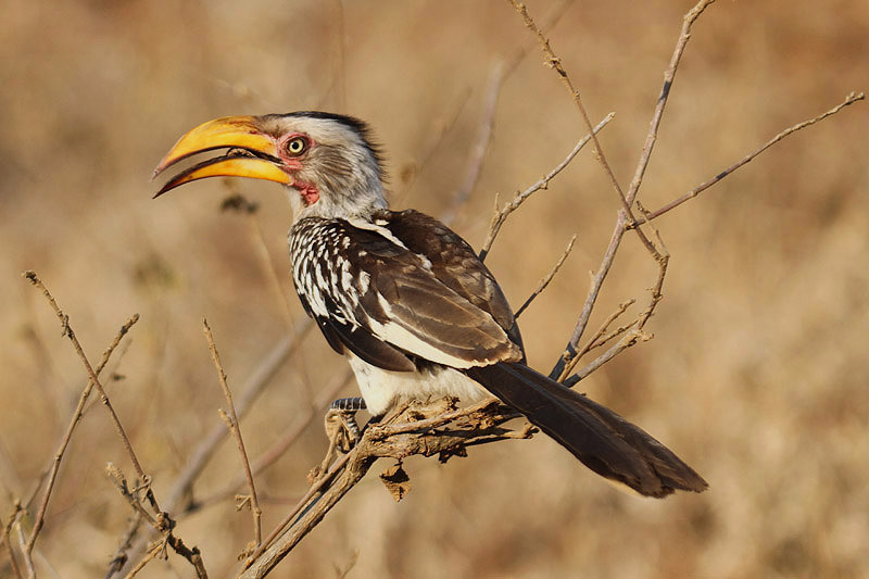 Southern Yellow-billed Hornbill by Mick Dryden