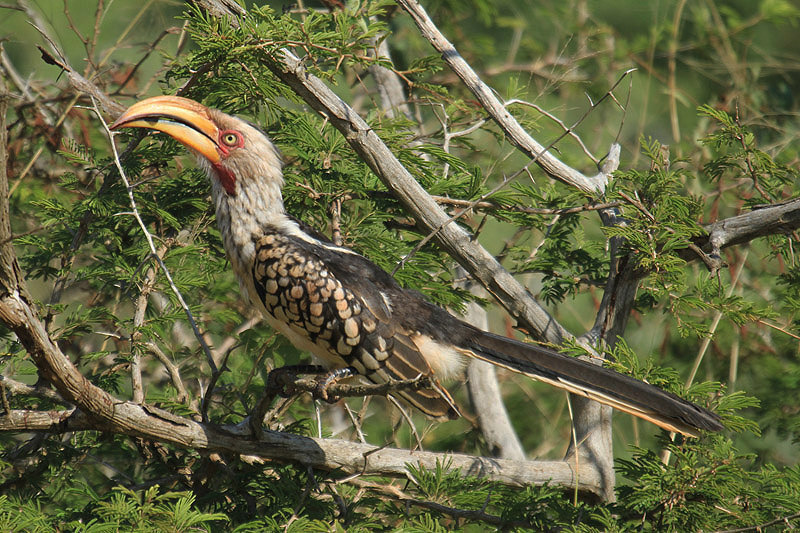Southern Yellow-billed Hornbill by Mick Dryden