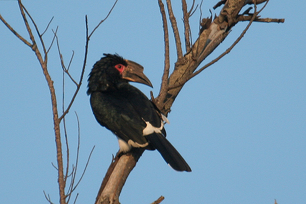 Trumpeter Hornbill by Mick Dryden
