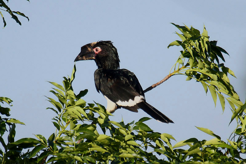 Trumpeter Hornbill by Mick Dryden