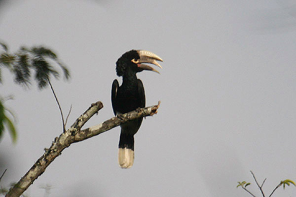 White-thighed Hornbill by Mick Dryden