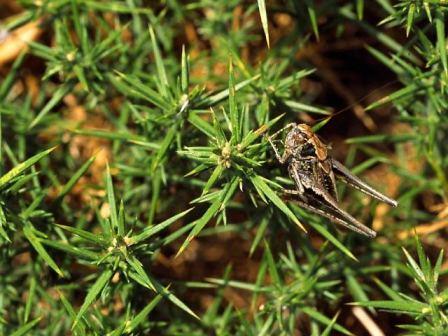 Dark Bush-cricket by Richard Perchard