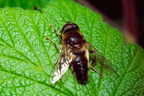 Nemorum Hoverfly by Richard Perchard