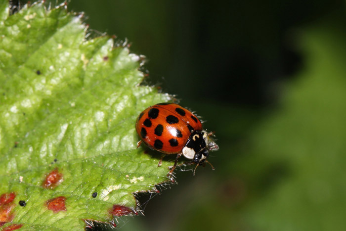 Harlequin by Richard Perchard