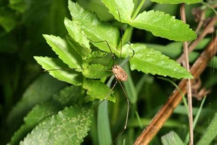 Harvestman by Richard Perchard