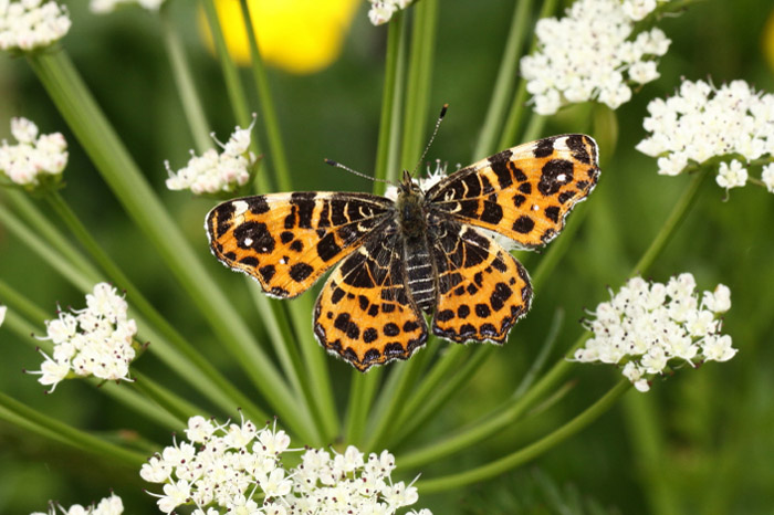 Map butterfly by Richard Perchard