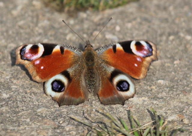 Peacock. Photo by Vikki Robertson