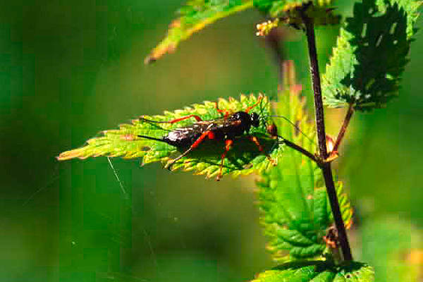 Pimpla Instigator by Richard Perchard