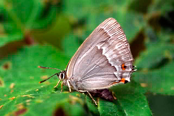 Purple Hairstreak by Richard Perchard