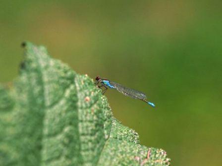 Red-eyed Damselfly by Richard Perchard