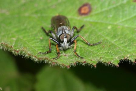 Robber fly by Richard Perchard