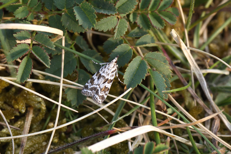 Scoparia pyralella by Richard Perchard