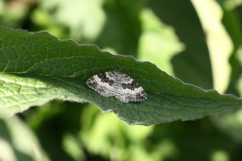 Small Argent and Sable by Richard Perchard