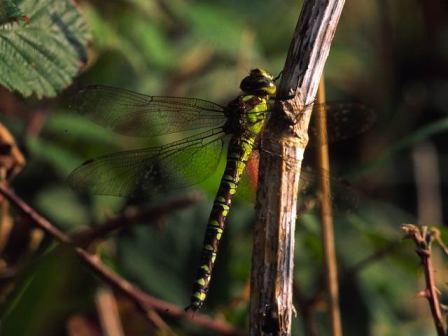 Southern Hawker Fm by Richard Perchard