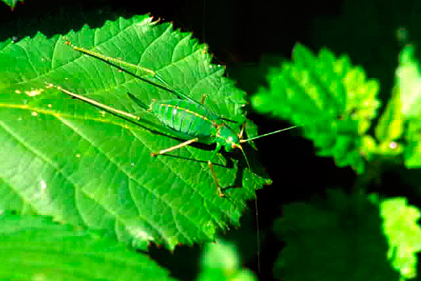 Speckled Bush Cricket by Richard Perchard