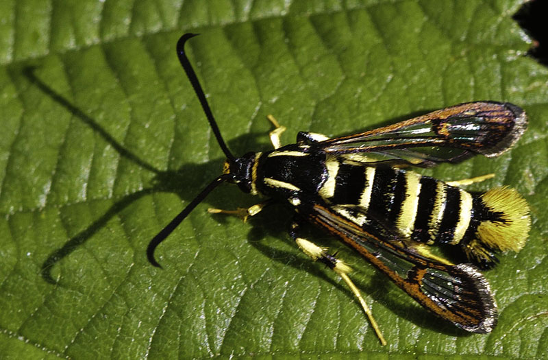 Synanthedon vespiformis by Simon Robson