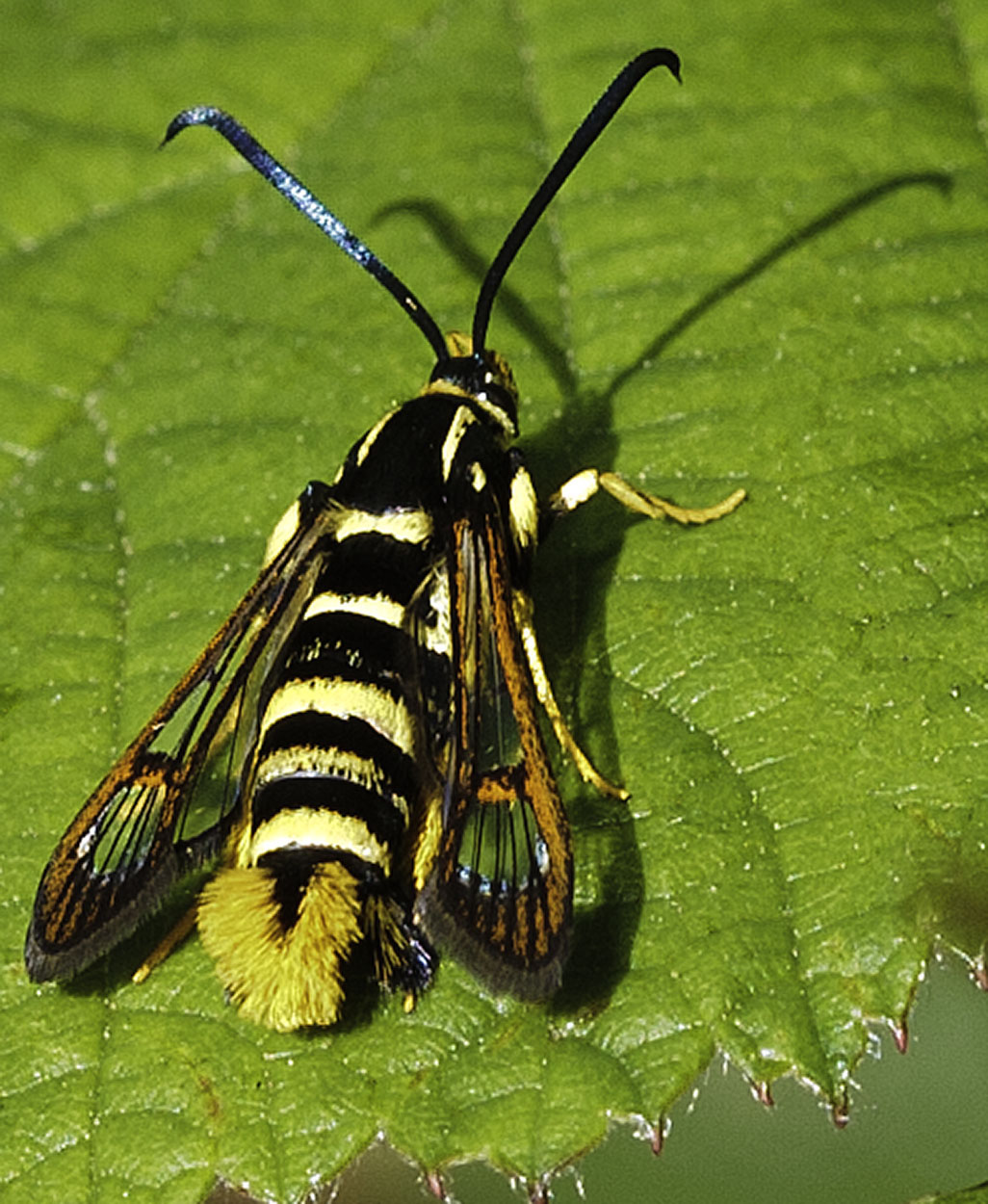 Synanthedon vespiformis by Simon Robson