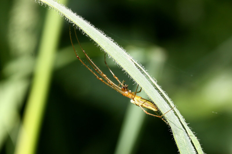 Tibellus oblongus by Richard Perchard