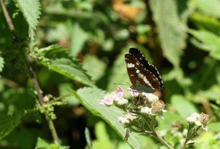 White Admiral by Richard Perchard
