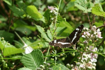 White Admiral by Richard Perchard