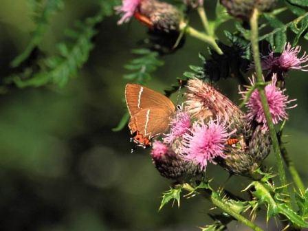 White-letter Hairstreak by Richard Perchard