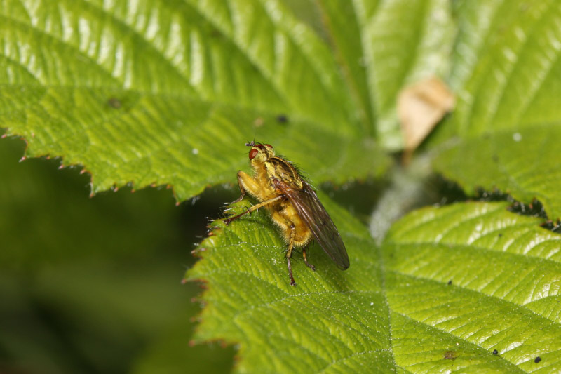 Yellow Dung Fly by Richard Perchard