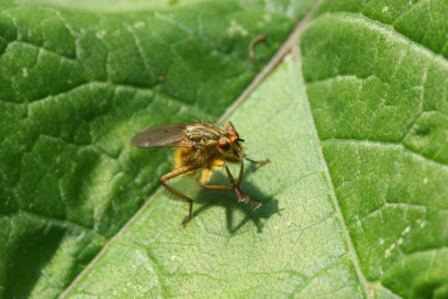 Yellow Dung Fly by Richard Perchard