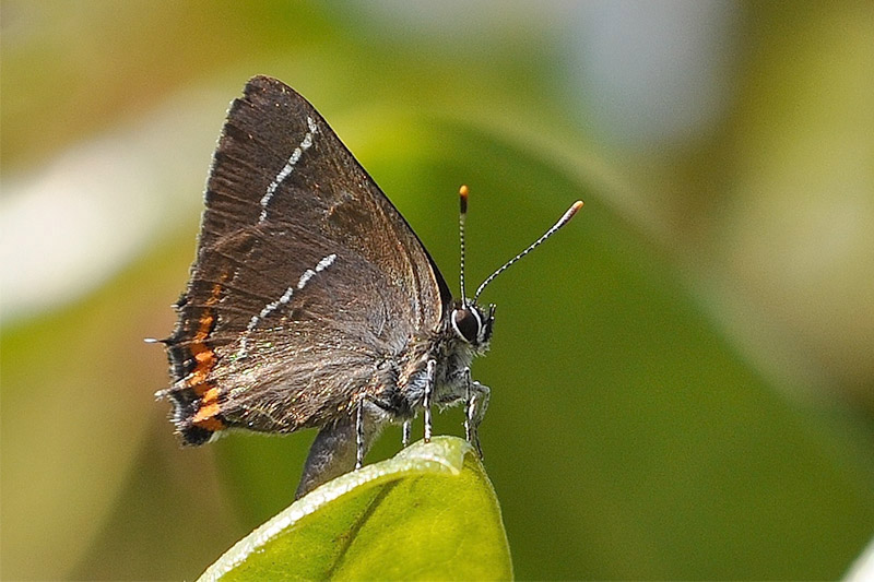 White Letter Hairstreak by Alan Gicquel