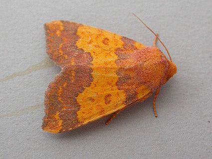Barred Sallow by Roger Long