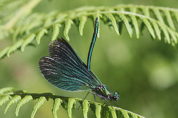 Beautiful Demoiselle by Mick Dryden